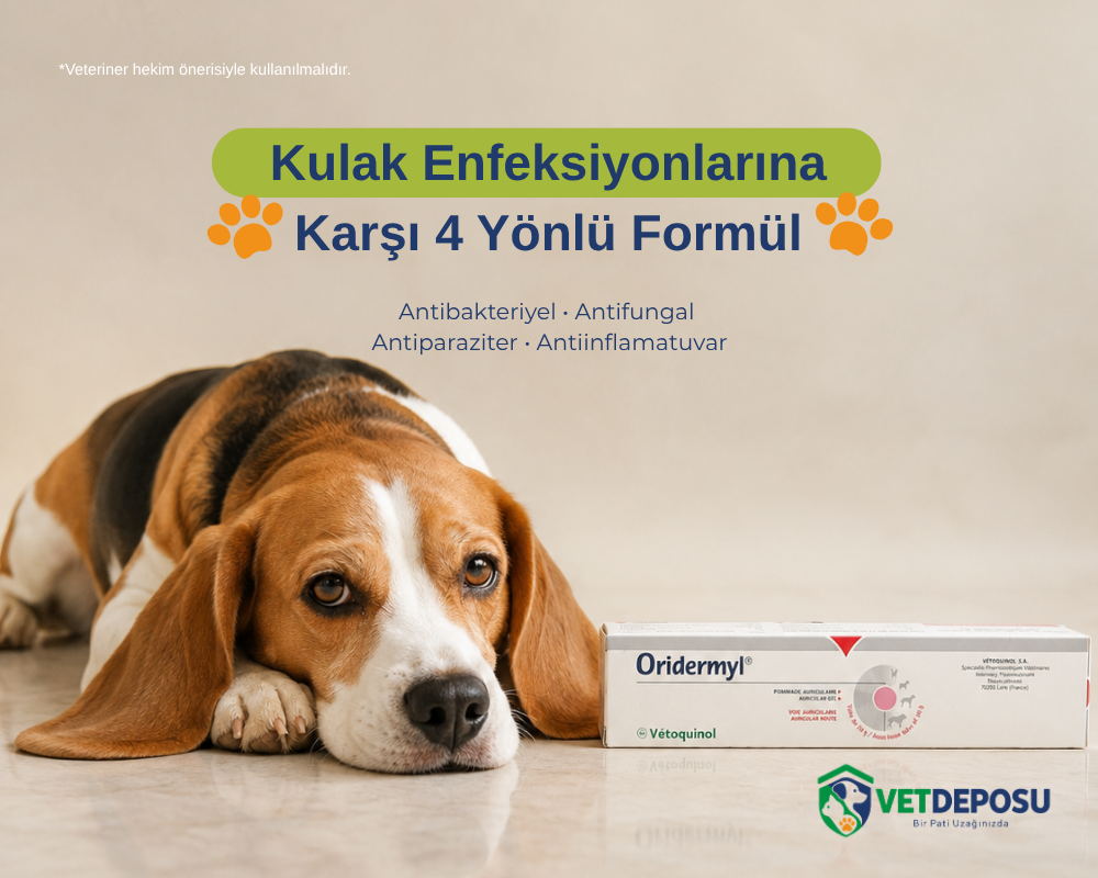 Kedi ve Köpeklerde Kulak Enfeksiyonu